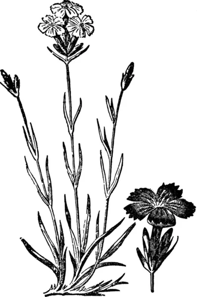 Квіти Вигравірувані Прості Векторні Ілюстрації — стоковий вектор