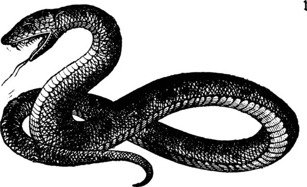 Serpente Gravada Ilustração Vetorial Simples — Vetor de Stock