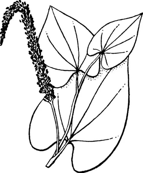 Saururus Illustration Vectorielle Simple Gravée — Image vectorielle