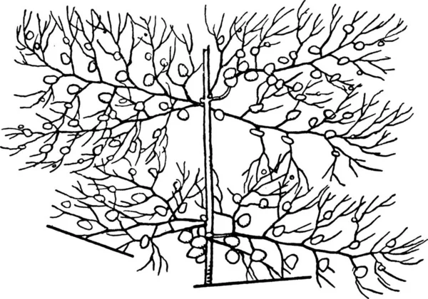 Utricularia Rytá Jednoduchá Vektorová Ilustrace — Stockový vektor