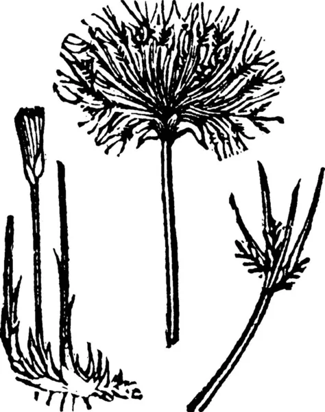 Cyperus Illustration Vectorielle Simple Gravée — Image vectorielle