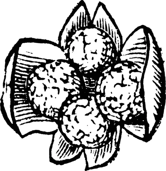 Selaginella Engraved Simple Vector Illustration — Stock Vector