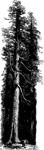 Redwood Graverad Enkel Vektor Illustration — Stock vektor