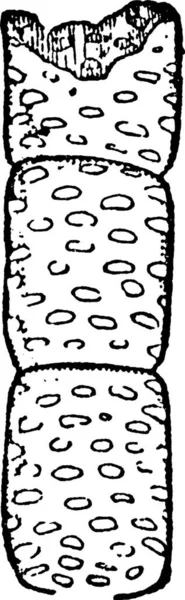 Illustration Vectorielle Simple Gravée Moniliforme — Image vectorielle