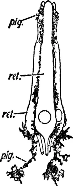 Retinula Engraved Simple Vector Illustration — Stock Vector