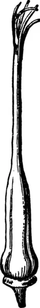 Pistil Illustration Vectorielle Simple Gravée — Image vectorielle