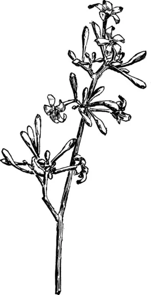 Papaya Engraved Simple Vector Illustration — Stock Vector