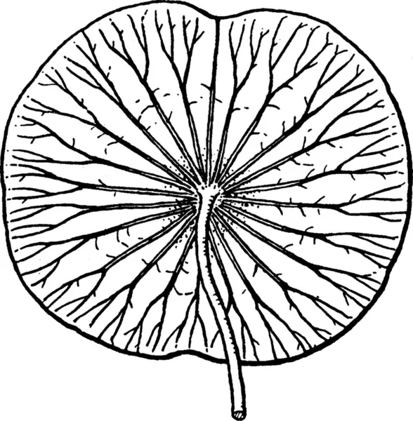 Nelumbo Illustration Vectorielle Simple Gravée — Image vectorielle