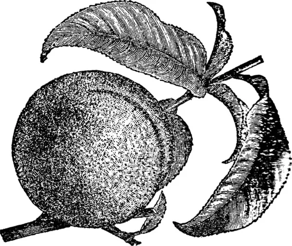 Персиковый Гравированный Простой Векторный Рисунок — стоковый вектор