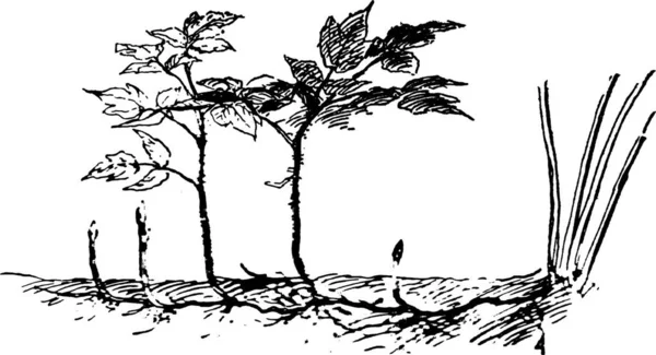 Raspberries Engraved Simple Vector Illustration — Stock Vector
