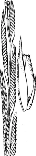 Spartina Illustration Vectorielle Simple Gravée — Image vectorielle