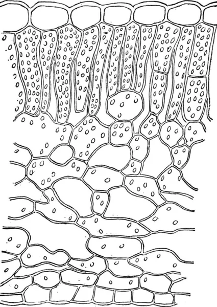 Spathyema Illustration Vectorielle Simple Gravée — Image vectorielle