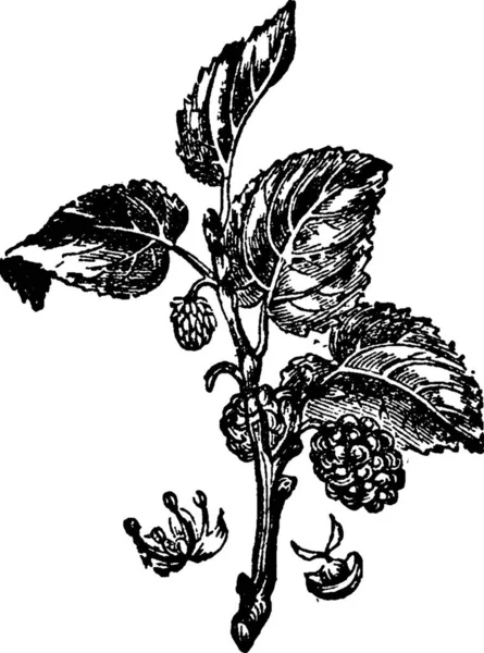 Mulberries Gravada Ilustração Vetorial Simples — Vetor de Stock