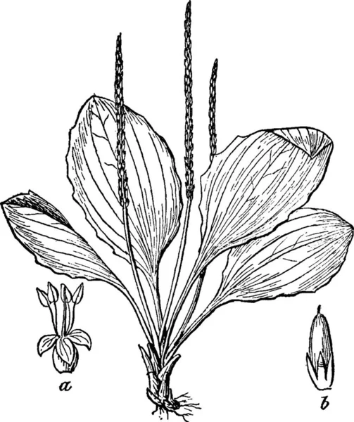 Plantain Illustration Vectorielle Simple Gravée — Image vectorielle