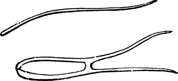 Tilletia Illustration Vectorielle Simple Gravée — Image vectorielle
