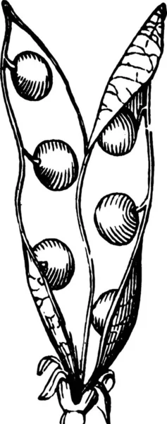 Gousse Pois Illustration Vectorielle Simple Gravée — Image vectorielle