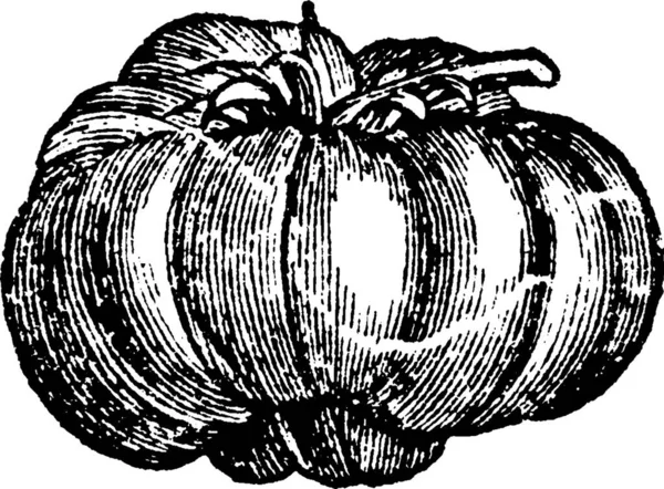 Pumpkin Engraved Simple Vector Illustration — Stock Vector