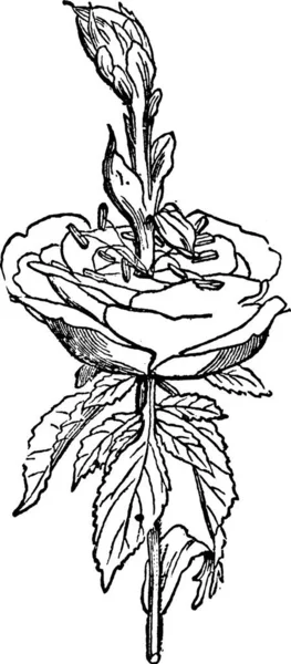 Rózsa Virág Vésett Egyszerű Vektor Illusztráció — Stock Vector
