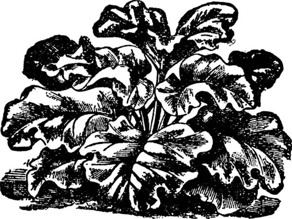 Rhubarb 雕刻的简单矢量插图 — 图库矢量图片