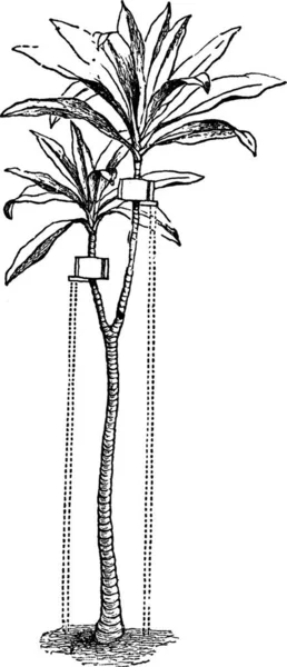 Yucca Graverad Enkel Vektor Illustration — Stock vektor