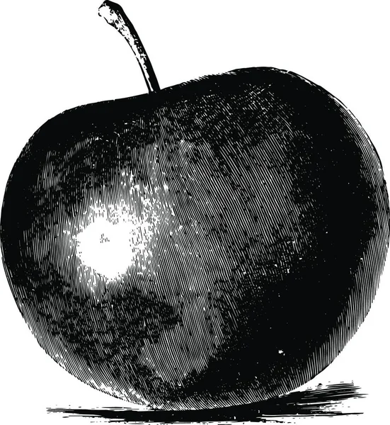 Baldwin Apple古董画 — 图库矢量图片