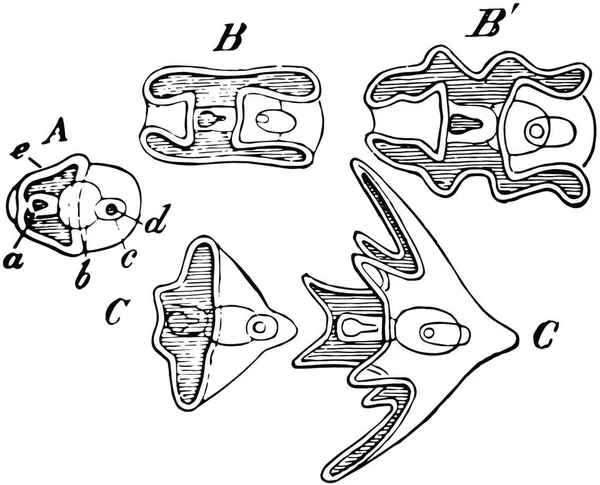 Echinopaedia Terukir Gambar Vektor Sederhana - Stok Vektor