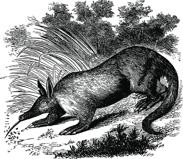Aardvark Illustration Vectorielle Simple Gravée — Image vectorielle