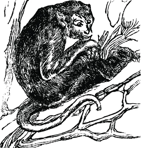 Πίθηκος Χαραγμένη Απλή Διανυσματική Απεικόνιση — Διανυσματικό Αρχείο