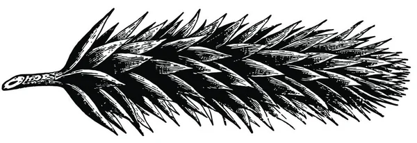 Araucaria Imbricata ภาพประกอบว นเทจ — ภาพเวกเตอร์สต็อก