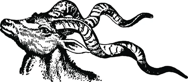 Antelope Graverad Enkel Vektor Illustration — Stock vektor