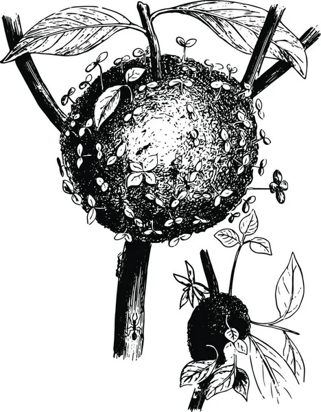 Jardines Hormigas Ilustración Vintage — Archivo Imágenes Vectoriales