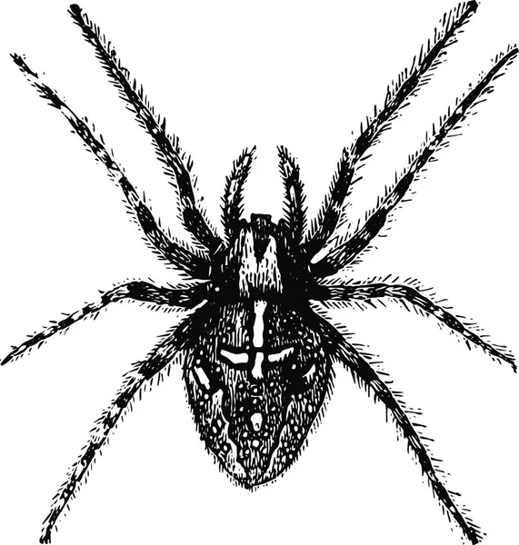 Spider Incisa Semplice Illustrazione Vettoriale — Vettoriale Stock