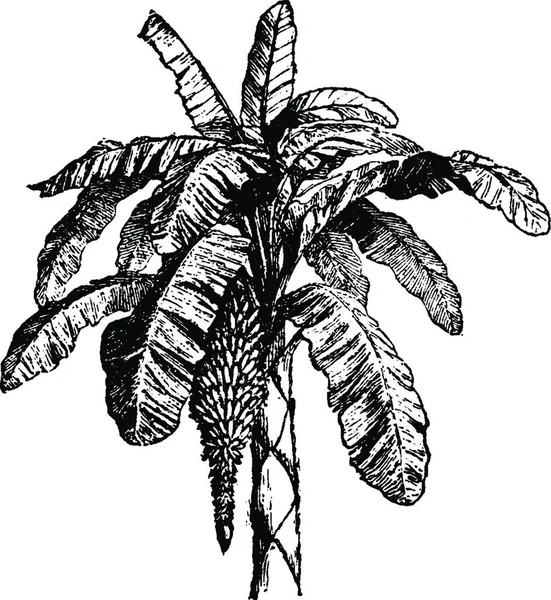Palma Plátano Ilustración Vectorial Simple Grabada — Archivo Imágenes Vectoriales