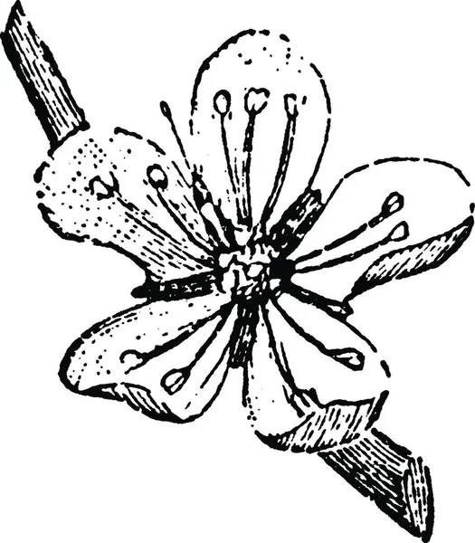 Мигдальна Квітка Вигравірувана Проста Векторна Ілюстрація — стоковий вектор