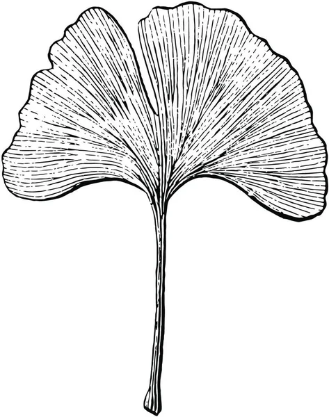 Ginkgo Leaf Engraved Simple Vector Illustration — Stock Vector