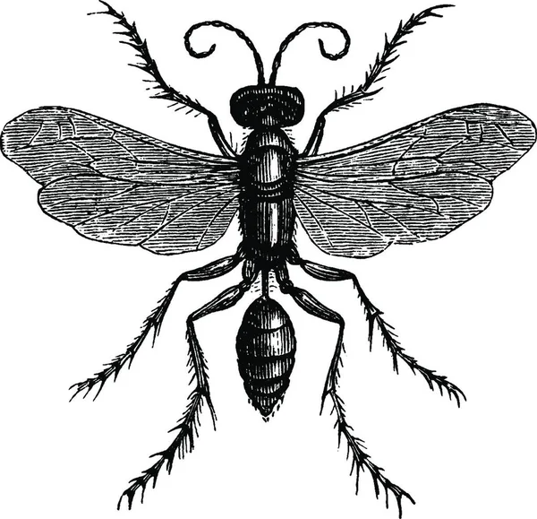 Spider Huntress Wasp Vintage Illustration — Stok Vektör