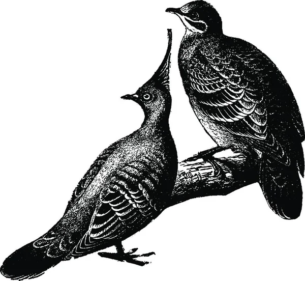 Gołębie Grawerowane Prosty Wektor Ilustracja — Wektor stockowy