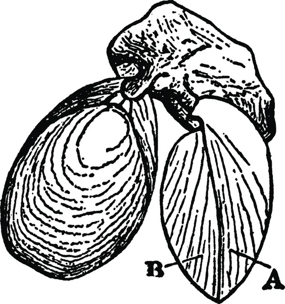 Brachiopoda Illustration Vectorielle Simple Gravée — Image vectorielle