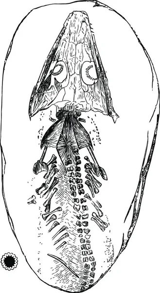 Archegosaurus Illustration Vectorielle Simple Gravée — Image vectorielle