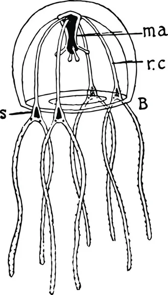 Medusoide Ilustración Vectorial Simple Grabado — Archivo Imágenes Vectoriales