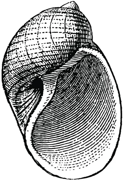 Illustration Vectorielle Simple Gravée Naticoïde — Image vectorielle