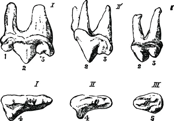 Dents Carnivores Illustration Vectorielle Simple Gravée — Image vectorielle