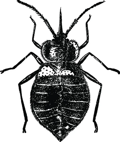 Bed Bug Вінтаж Векторні Ілюстрації — стоковий вектор