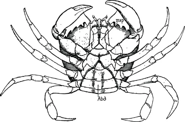 Crabe Côtier Femelle Illustration Vintage — Image vectorielle