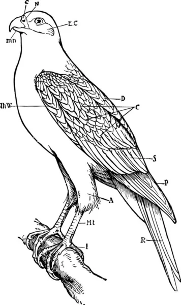 Falcon Vintage Vector Illustration — Stock Vector