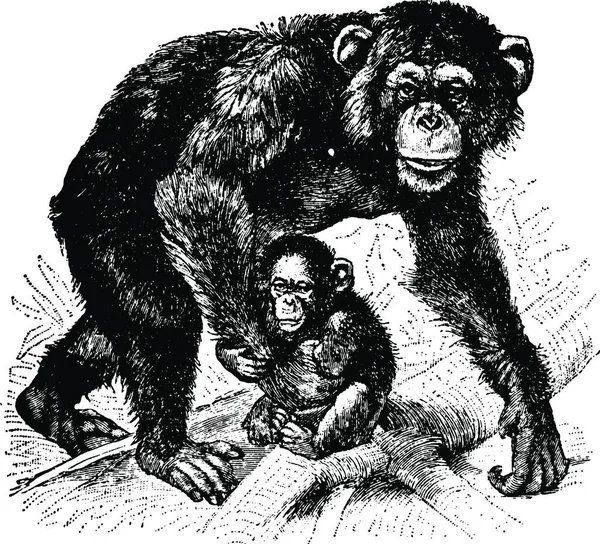 Chimpansee Vintage Vector Illustratie — Stockvector
