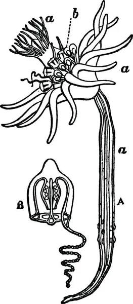 Corymorpha Vektor Illustration — Stockvektor
