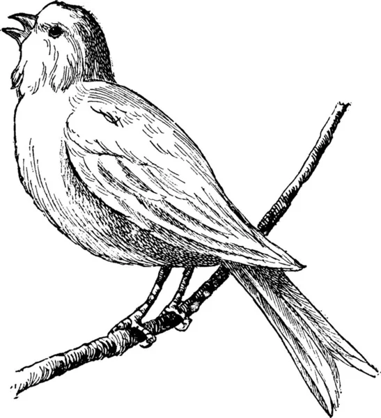 Bird Gambar Vektor Vintage - Stok Vektor