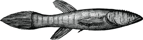 Blindfish Illustration Vectorielle Vintage — Image vectorielle