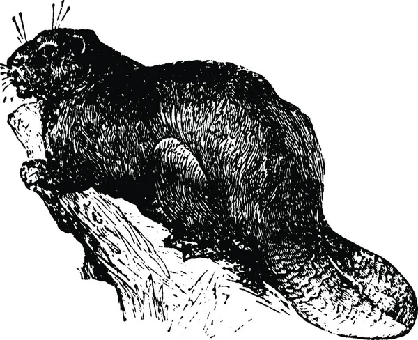 Beaver Vintage Vector Illustration — 스톡 벡터
